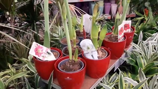 Орхидеи.Привоз в Оби.Мега.Белая дача.Икеа.Уценка орхидей. смотреть онлайн