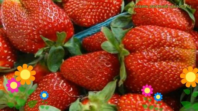 Земляника садовая Витязь. Краткий обзор, описание характеристик fragaria ananassa Vitiaz