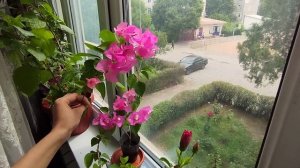 Бугенвиль Уход Размножение до самого Цветение.
