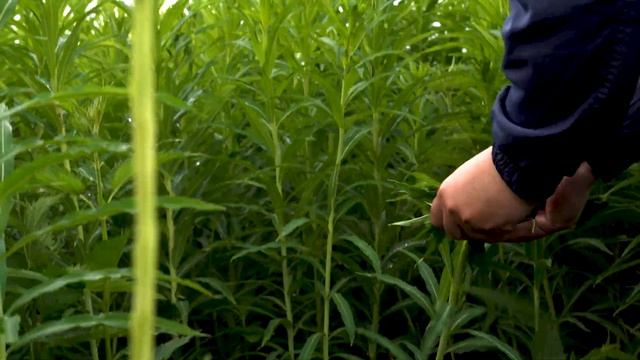 Разработка дизайна упаковки, логотипа и фирменного стиля для чая смотреть онлайн