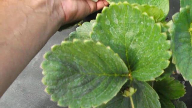 Ремонтантная клубника Ровена в 2021 году смотреть онлайн