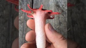 Starfish Stinkhorn Mushrooms (aseroe rubra)