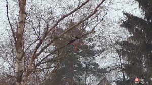 Леший 2  в  калибр 5,5 ! Видео Было  Постановочное