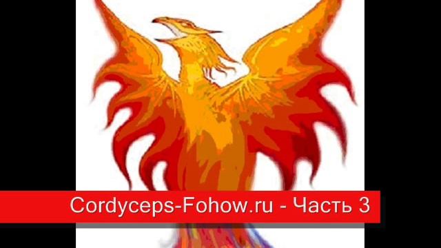 Кордицепс Fohow лекция 3 - Часть 3 / 6