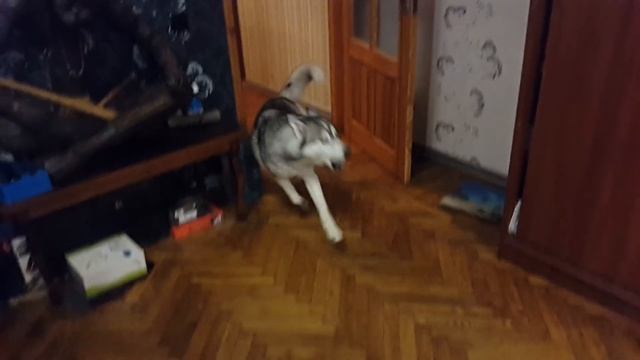 Самостоятельная Дрессировка! Послушные собаки! Самые умные! смотреть онлайн