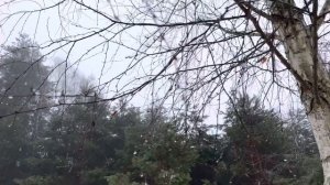 Хутор Тузенковых. Волки рядом. Рыжий ушёл. Картошечка