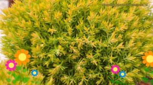 Туя западная Анник (Туя западная Anniek). Краткий обзор, описание характеристик, где купить, саженц