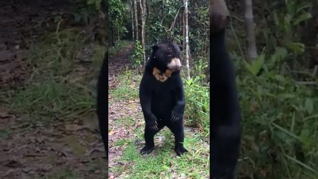 Sunbear on jungle track tanjung puting national park #orangutan's home #short #shorts