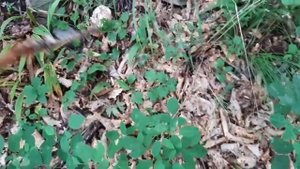 Грибы Приморского края. 20 августа.