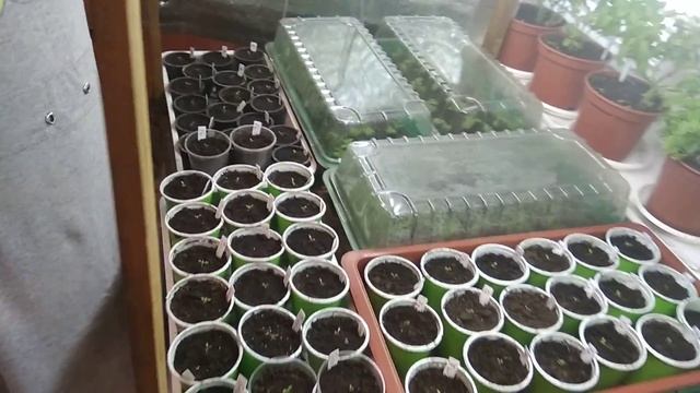 Черенки петунии Софистика в возрасте 10 -ти дней.