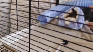 ?КРУТАЯ КЛЕТКА ДЛЯ КРЫСЫ СВОИМИ РУКАМИ?. Лайфхак для крысы.  Vlog/Влог#11 dumbo rat