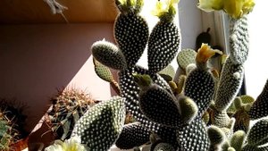 #487.Цветение опунции мелковолосистой/мелкоигольчатой