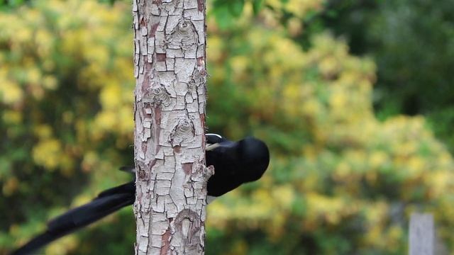 Лечение птичьим пением — орнитотерапия. Расслабляющая музыка для снятия стресса, сна и отдыха