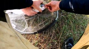 Поклёвка толстолобика!Последняя рыбалка с CAIMANом!