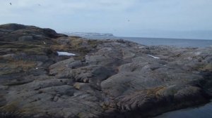 шерп по кольскому.   в гостях у птиц