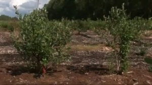 Схема посадки голубики садовой высокорослой