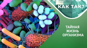Микробиом человека: как связаны кишечник и мозг?  // "КАК ТАК?" Выпуск 5