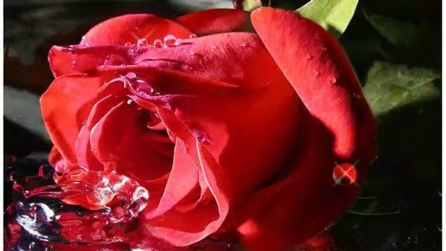 Розы для ЛАРИСЫ смотреть онлайн