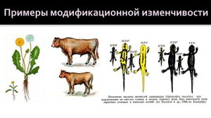 Биология 9 класс. Ненаследственная изменчивость
