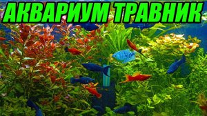 Спасение аквариума травника! Посадка аквариумных растений!