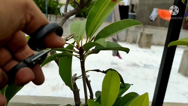 How to Grow & Care Sapota | Sapodilla | Chiku on your Terrace garden | Bug Attacks on my plant | смотреть онлайн