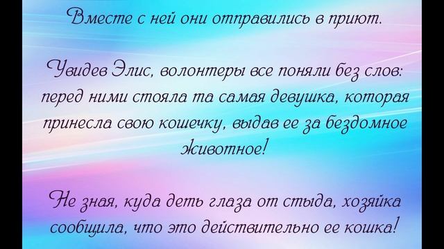 Девушка принесла в приют кошку, заявив, что она бездомная. Правда оказалась не слишком приятной смотреть онлайн