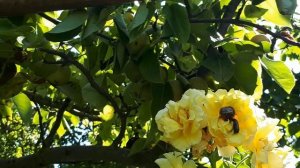 НЭШИ -Китайская груша на юге Ростовской области.mov