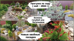 Прогулка по саду - 26 мая 2024 г.