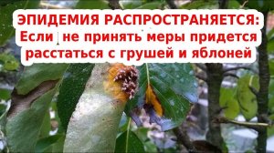 Ржавчина на груше на листьях - опасная болезнь соседа можжевельника