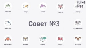 5 советов, как назвать питомца