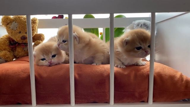 ? МАЛЕНЬКИЕ ЗОЛОТЫЕ КОТЯТА?ЗОЛОТАЯ ШИНШИЛЛА?GOLDEN KITTENS?