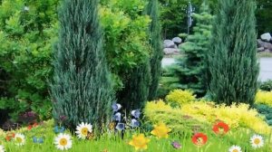 Можжевельник скальный Блю Эрроу ? Обзор: посадка и уход. саженцы, крупномеры: описание и особенност