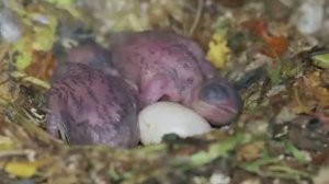 Живая природа 06,09,23 (Стрижи)