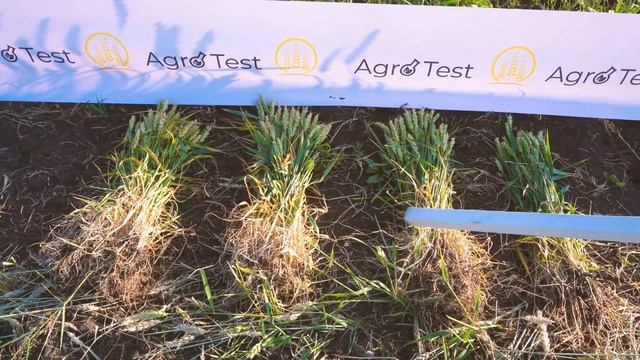 Полевые испытания минеральных удобрений на полигоне AgroTest в 2021 году