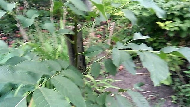 ГРЕЦКИЙ ОРЕХ, РАЗВИТИЕ ВО ВТОРОЙ ГОД! смотреть онлайн