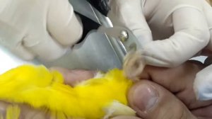 Попугай Какарик. Стрижка когтей.