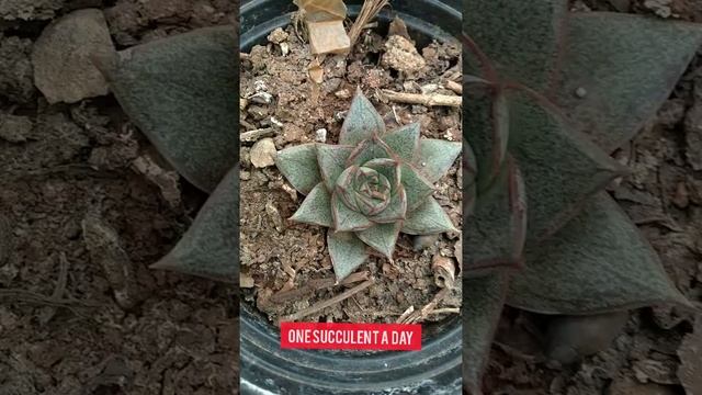 Name: Echeveria Purpusorum EP 39/1000