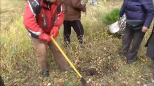 Посадка саженцев сосны мечом Колесова