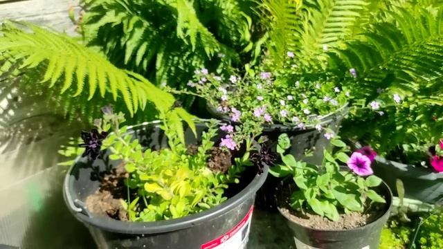 03.07.22.Дача..Огурчики?Помидоры просто деревья? смотреть онлайн