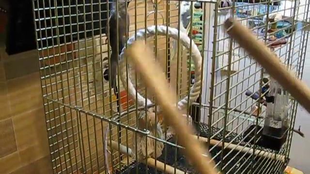 Кореллы. Клетка для корелл