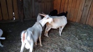 чужое стадо побывало в моем огороде / новые козы