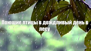 Поющие птицы в дождливый день в лесу наполненным звуками природы  для отдыха