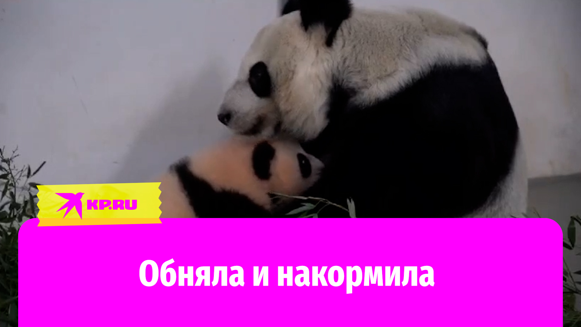 Панды обнимаются