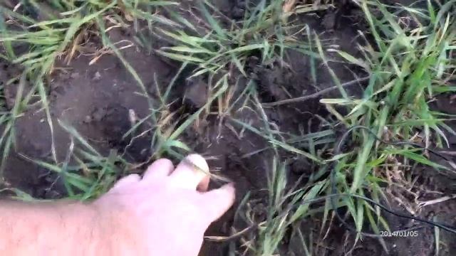 Боронование озимой пшеницы 2020г смотреть онлайн