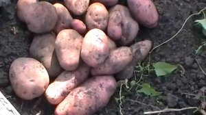 Какой сорт картошки лучше.  Часть 4. Результаты эксперимента.