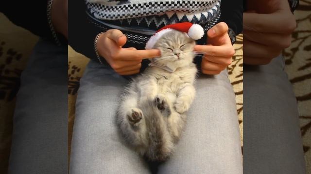 Как заставить котенка спать смотреть онлайн