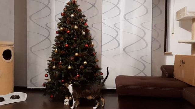 Oriental Cat & Chrismas Tree/Ориентальный кот и ёлка/ Orientalischer Kater & Weihnachtsbaum