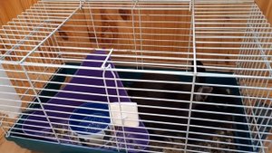 НОВЫЙ ПИТОМЕЦ КРОЛИК / ДЕКОРАТИВНЫЙ КРОЛИК / Уборка у декоративного кролика