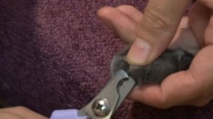 подстригаем когти кошке