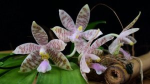 PHALAENOPSIS HIEROGLYPHICA - описание и основы ухода